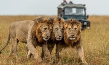 Arusha Safari Tours