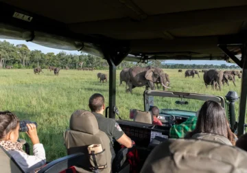 Best time to go on safari in Tanzania